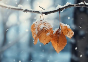 В начале второй недели октября Краснодарский край припорошило снегом