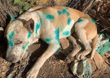 В Краснодаре пьяный мужчина выстрелил из дробовика в собаку