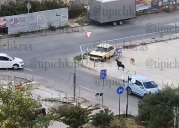 В Краснодаре собаки напали на мальчика-школьника