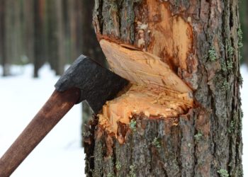 Житель Кубани должен заплатить 65 млн рублей за срубленные деревья