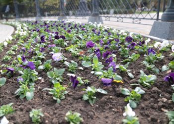 В Краснодаре высадят 250 тысяч цветов до конца осени 2023 года