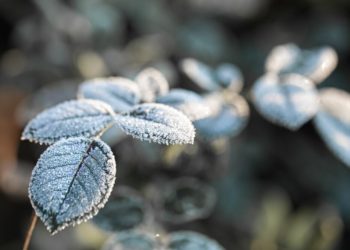 В течение трех дней в Краснодарском крае ожидаются заморозки