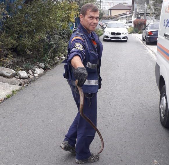 В Новороссийске сотрудники МЧС спасли семью от змеи