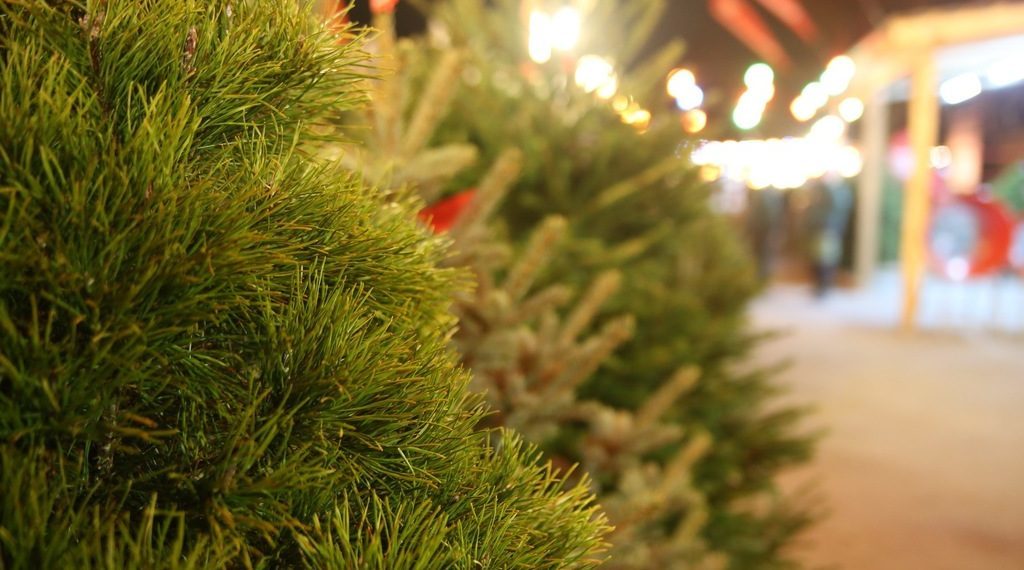 В Краснодаре установят девять елок до 15 декабря