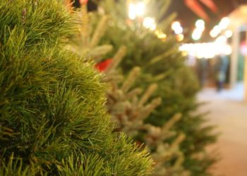 В Краснодаре установят девять елок до 15 декабря