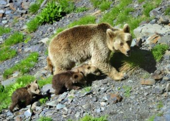 Сочинские мамы показали свое потомство