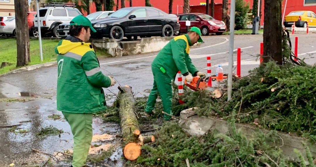 Копайгородский: в Сочи ветер повалил около 70 деревьев