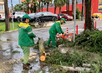 Копайгородский: в Сочи ветер повалил около 70 деревьев