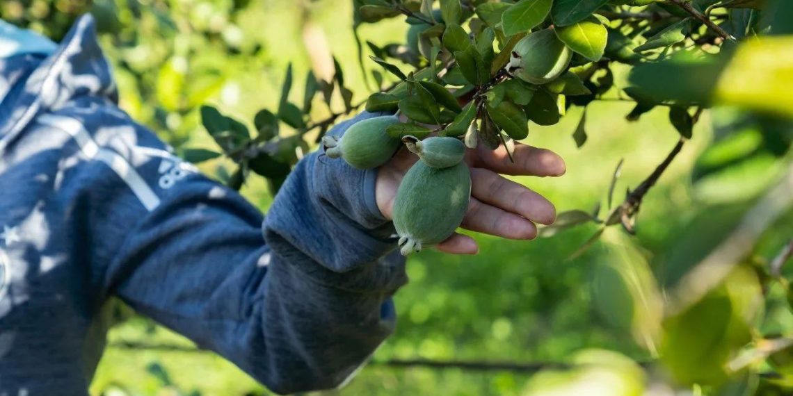 В Краснодарском крае собирают урожай фейхоа