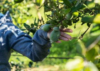 В Краснодарском крае собирают урожай фейхоа