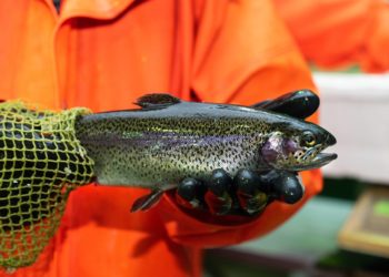 В Сочи завершается модернизация на форелевом хозяйстве