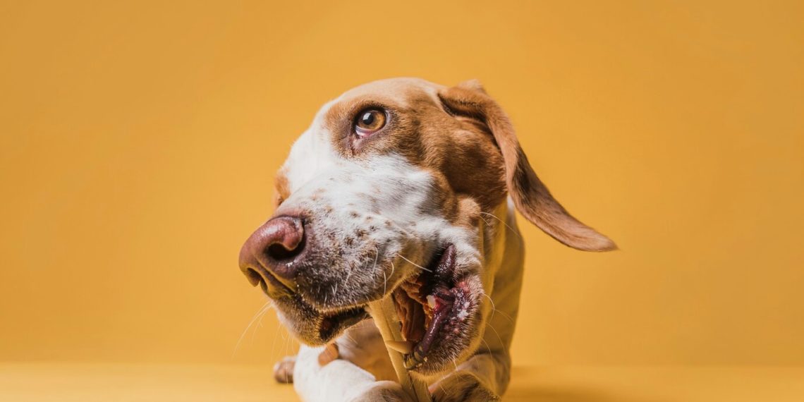 В Сочи в 2024 году можно будет найти друга