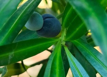 В Сочи в ноябре созрели плоды на «мармеладном дереве»