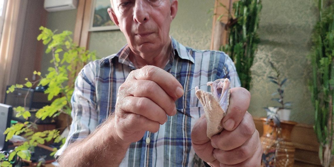 Центр Сочи переполошила опасная ядовитая гадюка. Фото