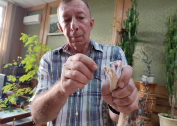 Центр Сочи переполошила опасная ядовитая гадюка. Фото