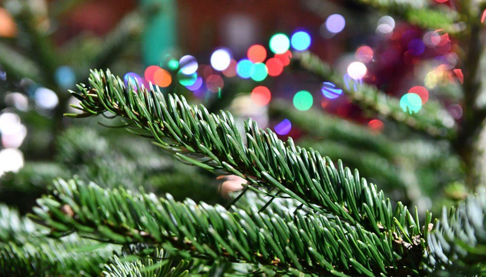 В Краснодаре новогодние елки будут продавать на 25 торговых точках