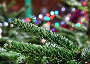 В Краснодаре новогодние елки будут продавать на 25 торговых точках