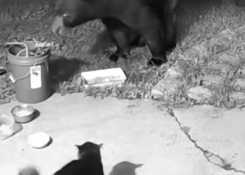 Медведь обделался: кот хладнокровно расправился с косолапым в Сочи