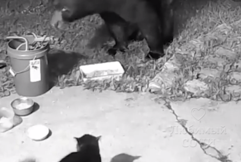 Медведь обделался: кот хладнокровно расправился с косолапым в Сочи