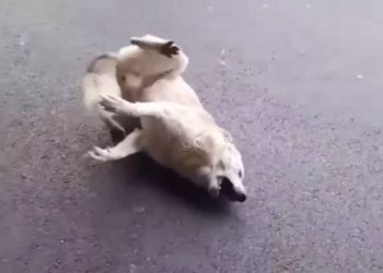 В аэропорту Сочи отравили нескольких собак