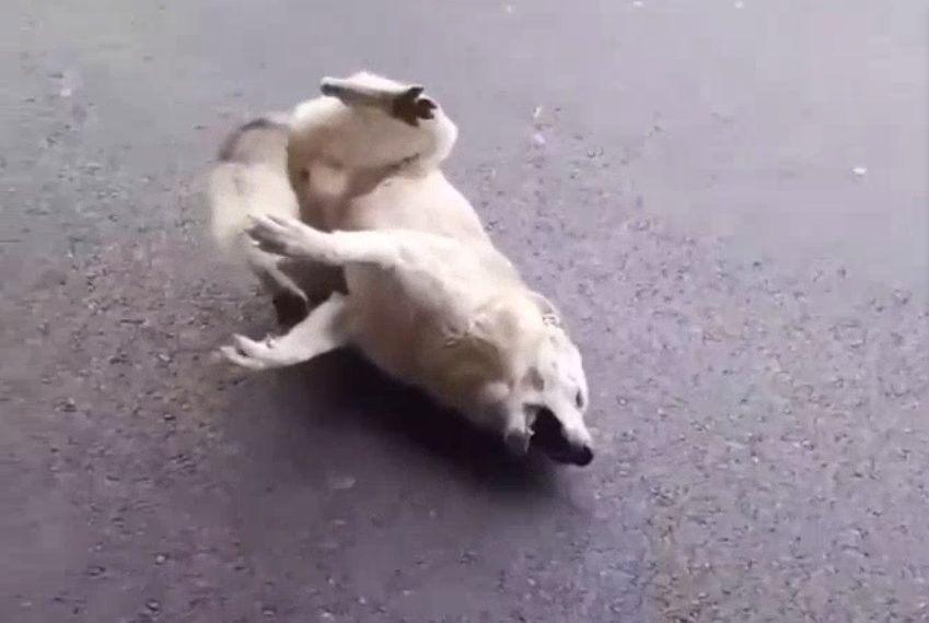 В аэропорту Сочи отравили нескольких собак