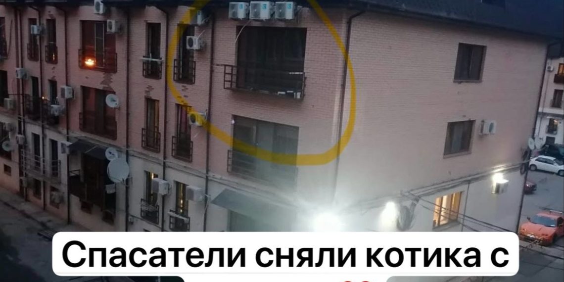 В Краснодаре спасли котенка, запертого на балконе