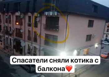 В Краснодаре спасли котенка, запертого на балконе
