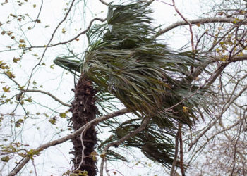 В Сочи ожидается сильный дождь и ветер до 18 м/с