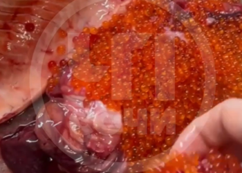 В Сочи стали продавать красную рыбу с искусственной икрой