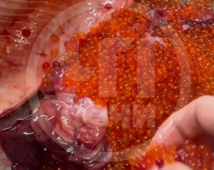 В Сочи стали продавать красную рыбу с искусственной икрой