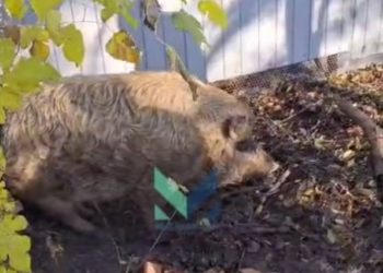 «Диким кабаном» в Краснодаре оказался домашний хряк Валера