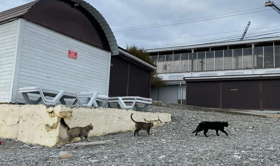 Синоптики рассказали, как долго продержится похолодание в Краснодарском крае