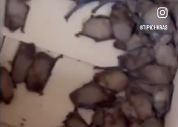 Около 300 летучих мышей переселят из ростовской квартиры в заповедник под Сочи