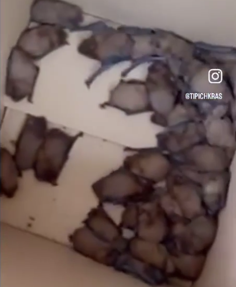 Около 300 летучих мышей переселят из ростовской квартиры в заповедник под Сочи