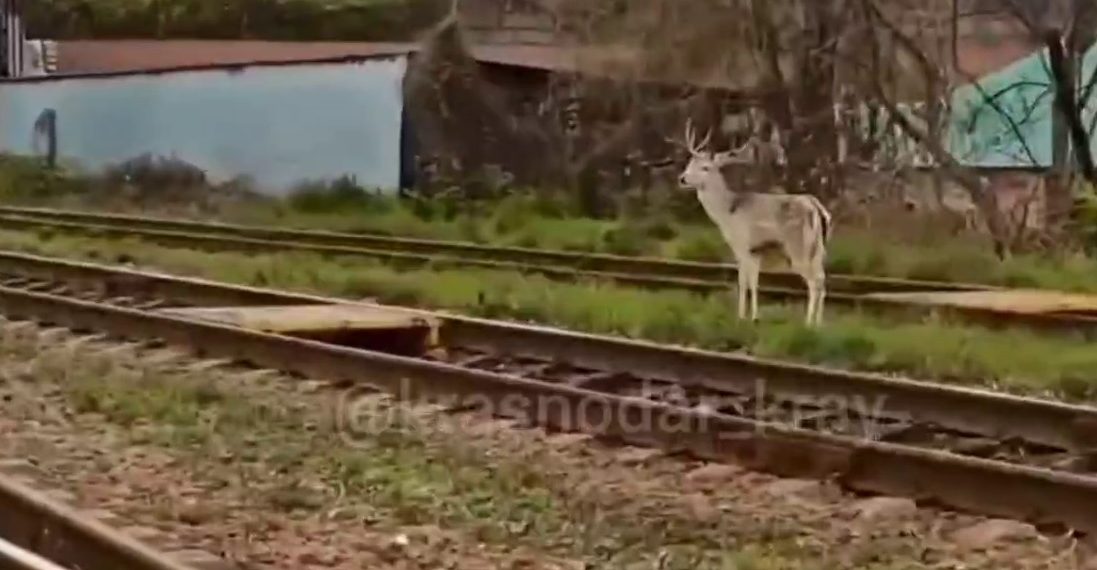 По Туапсе уже 10 дней бегает олененок