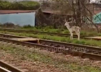 По Туапсе уже 10 дней бегает олененок