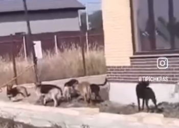 В Краснодаре гнавшаяся за детьми стая бездомных собак разорвала козу