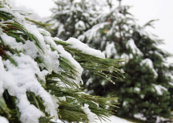 Синоптики резко изменили прогноз на начало января в Краснодарском крае
