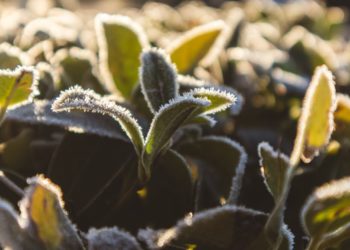 Синоптик Шувалов назвал время повсеместных заморозков в Краснодарском крае