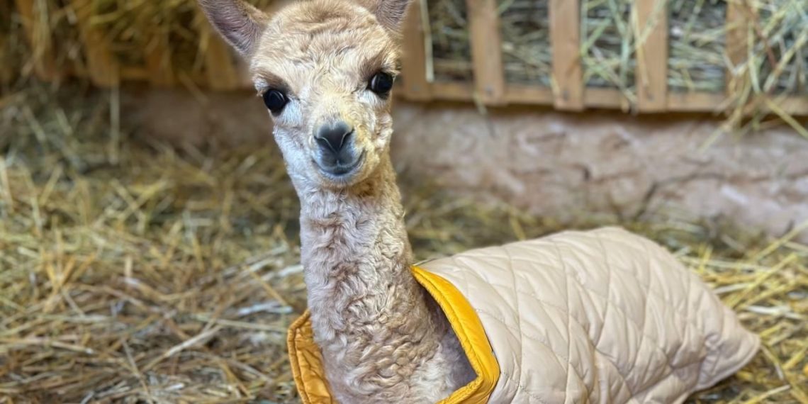Первый детеныш родился в Парке альпак на «Роза Хутор»