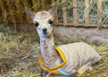 Первый детеныш родился в Парке альпак на «Роза Хутор»