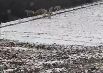 Стая волков окружила трактор в Приморско-Ахтарском районе Кубани