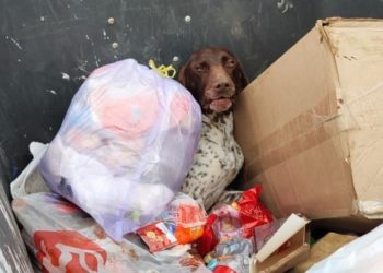 На Кубани выбросили в мусорный бак полуживого пса