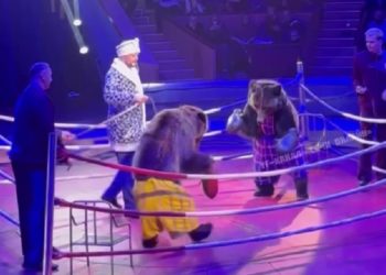 В сочинском цирке показали бокс с медведями