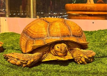 Вернувшимся в парк Галицкого в Краснодаре черепахам без снеговиков будет скучно