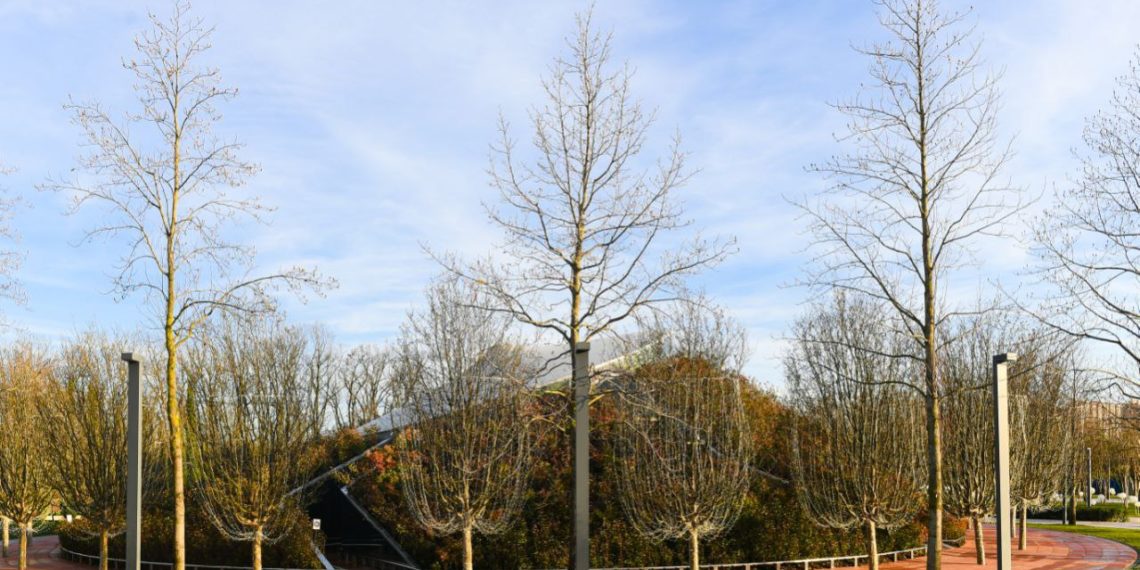 В парке Галицкого в Краснодаре с помощью холма с 10 кедрами добавят геопластики