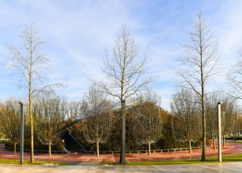 В парке Галицкого в Краснодаре с помощью холма с 10 кедрами добавят геопластики