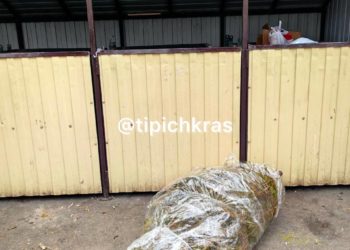 Краснодарцы 2 января массово избавляются от новогодних елок