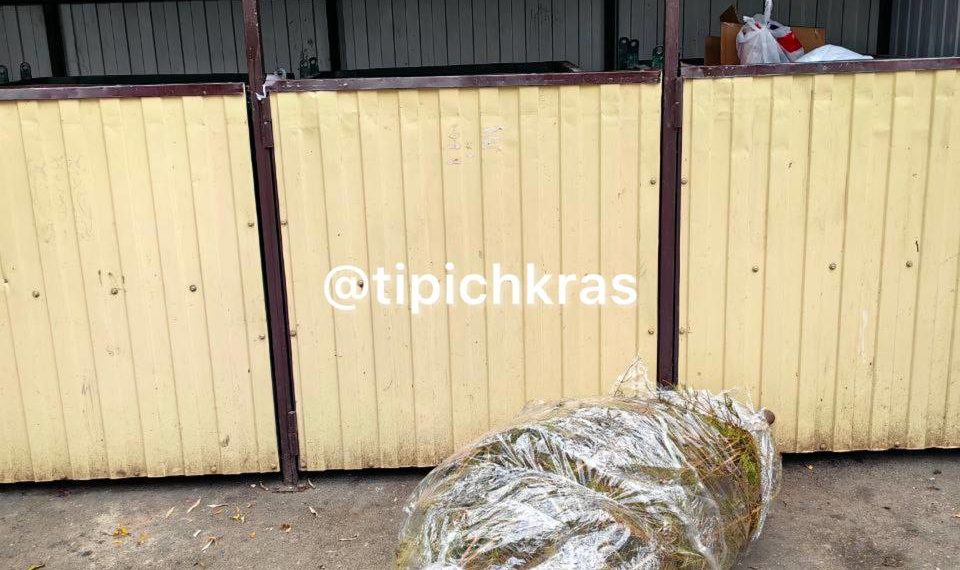 Краснодарцы 2 января массово избавляются от новогодних елок