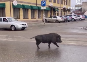 На Кубани попавшая на видео вьетнамская свинья переполошила центр Тимашевска